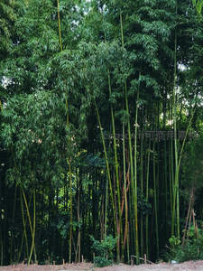 翠竹成林，绿意盎然的自然画卷