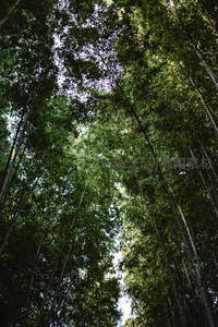 仰望竹海苍穹绿意盎然