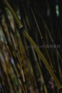 微距特写竹节纹理清晰可见
