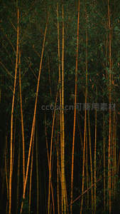 黄昏竹林金黄光影交错