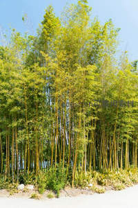 阳光下的竹林小径，绿影婆娑