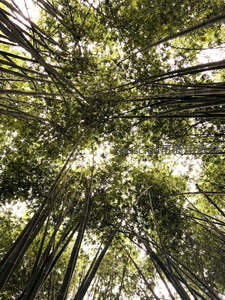 竹林穹顶光影交错，自然艺术之美