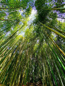 仰望视角下翠绿竹林直指蓝天