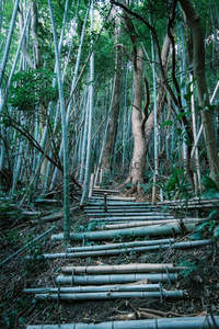 幽深竹林中蜿蜒的原木阶梯小径