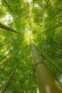 仰望竹林，绿意盎然直冲云霄