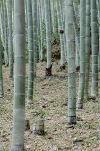 竹林深处，青竿挺立落叶铺地