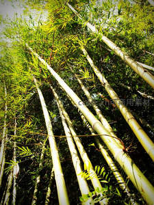 斜阳穿林，竹影婆娑光影交错