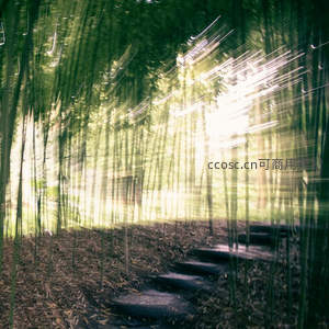 动感竹径，光轨穿梭林间小道