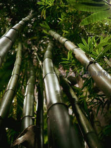 仰拍竹林，翠绿竹竿直指苍穹