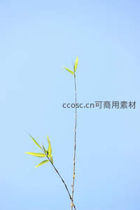 新笋破空，嫩叶迎风舞蓝天