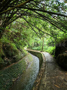 溪流穿竹林，青苔石渠伴幽径