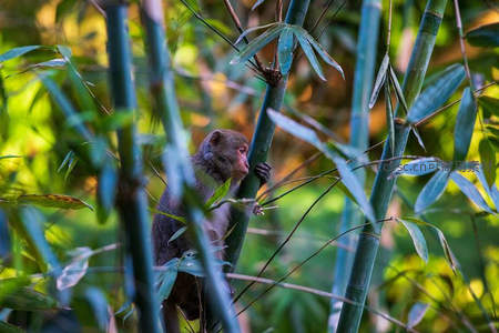 竹影深处，小猴探头好奇张望