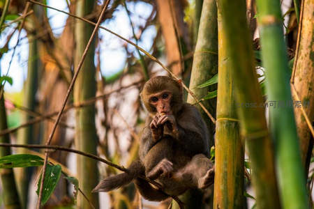 小猴树梢享美食，憨态可掬惹人爱
