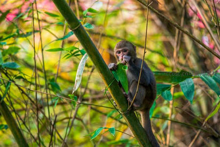 竹叶为食，灵巧小猴享受午后时光