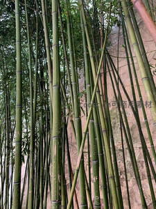 青竹倚岩，刻痕见证岁月沧桑