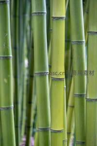青翠竹林，挺拔笔直的绿色竹竿
