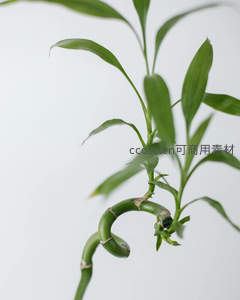 弯曲富贵竹，室内绿植优雅姿态