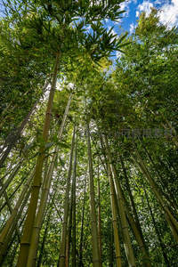 蓝天白云下，竹海摇曳生姿迎风舞