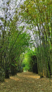 竹影婆娑小径长，落叶铺就黄金道