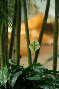 竹影斑驳，白鹤芋在绿意中绽放