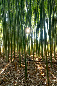 晨曦中的翠绿竹海秘境