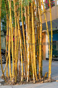 金竹成簇点缀城市街角