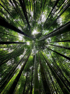 仰望竹林苍穹，绿意盎然生机勃发