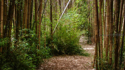 幽径穿竹林，落叶铺地静谧宜人