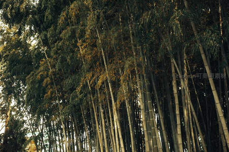 夕阳染竹林，金辉洒落诗意悠然