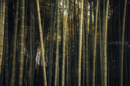 竹影深邃如画，光影交织静谧沉思