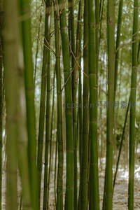 翠竹林间光影斑驳静谧幽深