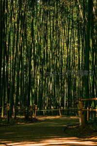 阳光穿透竹林，小径通幽绿意盎然