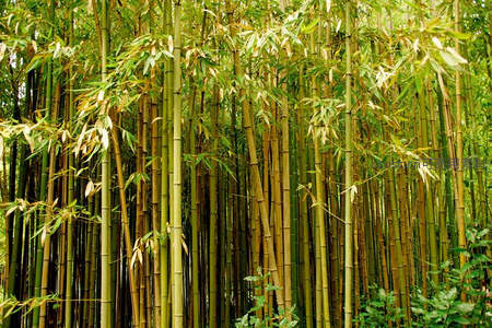 茂密竹林的生机盎然景象