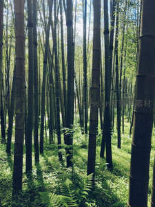 阳光穿透茂密竹林形成斑驳光影