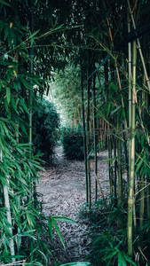竹林深处小径蜿蜒通向未知秘境