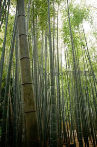 仰望苍翠竹海，感受自然向上力量