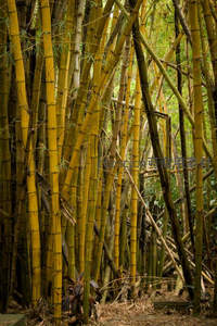 金竹林立如画，阳光穿透缝隙洒满林间