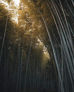 仰望幽深竹海，高耸竹竿直指苍穹
