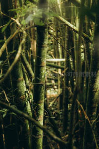 密林竹影斑驳光影交错