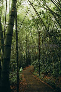 蜿蜒小径穿行翠竹林间