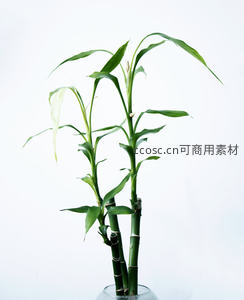 简约水培富贵竹盆栽