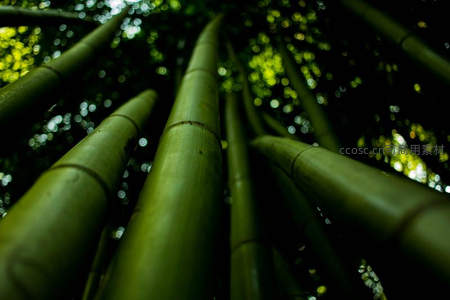 仰望竹海冲云霄，光影交错绿意浓