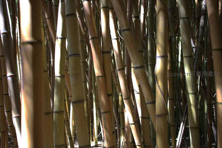 阳光穿透竹林间，金黄竹影舞斑驳