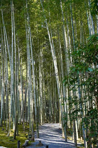 竹径通幽石板路，绿荫如盖步其中