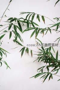 竹叶特写简约之美