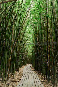 蜿蜒木栈道穿行于茂密翠绿竹林深处