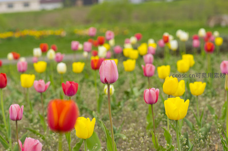 五彩缤纷的郁金香花田，如油画般绚烂夺目