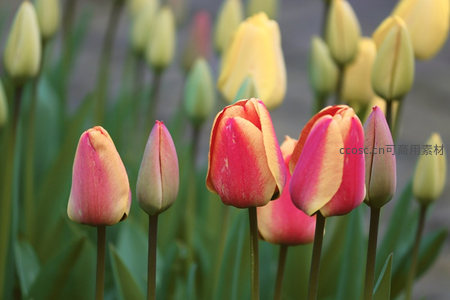 红黄渐变郁金香花蕾含苞待放