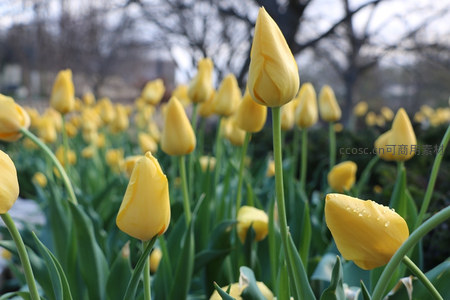 晨露点缀的黄色郁金香花田