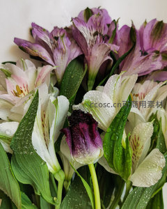 紫白六出花带水珠特写镜头